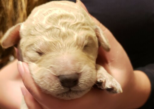 Medium Photo #2 Goldendoodle Puppy For Sale in SACRAMENTO, CA, USA