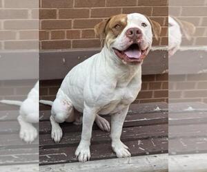 American Bulldog Dogs for adoption in Toronto, Ontario, Canada