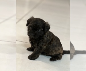 ShihPoo Puppy for sale in TAMPA, FL, USA