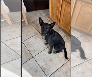 Indigo - Indeed a Good Boy! - Male Mutt Dog for Adoption - Photo #18
