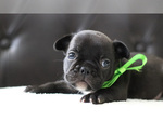 Small Photo #6 French Bulldog Puppy For Sale in LAWRENCEVILLE, GA, USA