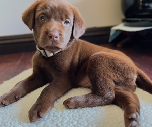 Labrador Retriever Puppy for sale in MORENO VALLEY, CA, USA