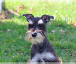 Small #2 Schnauzer (Miniature)