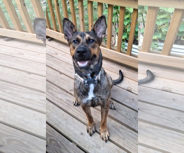 Medium Photo #9 Shepradors Puppy For Sale in The Woodlands, TX, USA