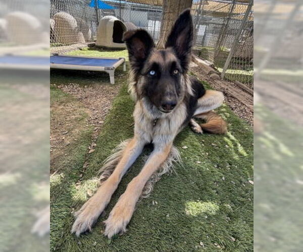 Medium Photo #4 German Shepherd Dog-Unknown Mix Puppy For Sale in Ventura, CA, USA