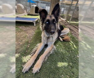 Sage - Female German Shepherd Dog-Unknown Mix Dog for Adoption - Photo #3