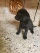 Small Photo #6 Labrador Retriever Puppy For Sale in RENO, NV, USA