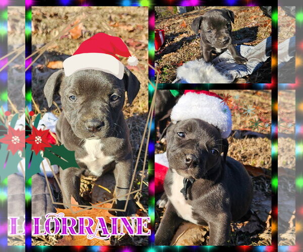 Medium Photo #7 Labrador Retriever-Unknown Mix Puppy For Sale in Blacksburg, SC, USA