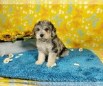 Small Photo #9 Goldendoodle-Poodle (Toy) Mix Puppy For Sale in COLORADO SPRINGS, CO, USA