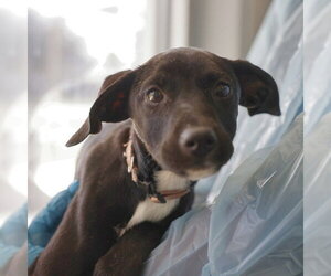 Labrador Retriever-Unknown Mix Dogs for adoption in San Antonio, TX, USA