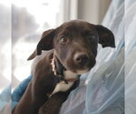 Small Labrador Retriever Mix