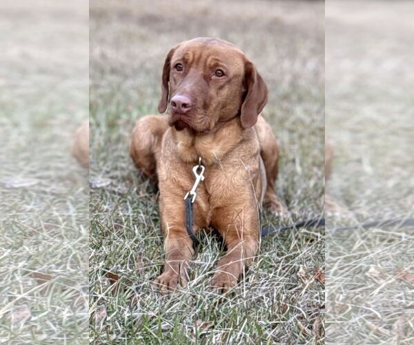 Medium Photo #3 Labralas Puppy For Sale in Attalka, AL, USA