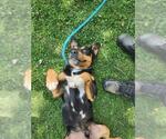 Small Beagle Mix