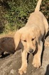 Small Photo #3 Labradoodle Puppy For Sale in REXBURG, ID, USA
