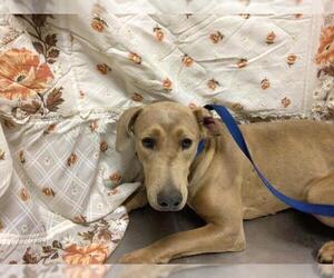 Doberman Pinscher-Unknown Mix Dogs for adoption in Riverside, CA, USA