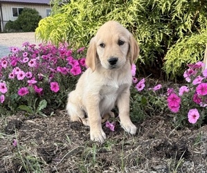 Golden Retriever Puppy for sale in DORCHESTER, WI, USA