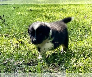 Australian Shepherd Puppy for sale in DRUMMONDS, TN, USA