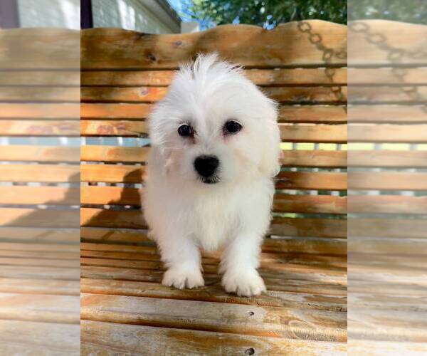 Medium Photo #1 Zuchon Puppy For Sale in ELKTON, KY, USA