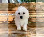 Small Photo #1 Zuchon Puppy For Sale in ELKTON, KY, USA