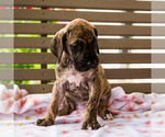 Small Photo #3 Great Dane Puppy For Sale in WAKARUSA, IN, USA