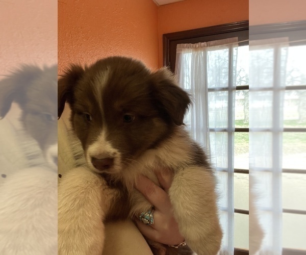 Medium Photo #1 Australian Shepherd Puppy For Sale in TOW, TX, USA