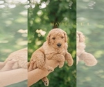 Small Photo #19 Goldendoodle Puppy For Sale in PECK, KS, USA