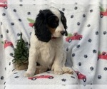 Small Photo #5 Bernese Mountain Dog Puppy For Sale in CEDAR LANE, PA, USA