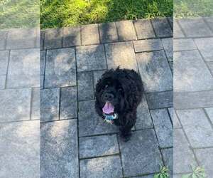 Cocker Spaniel-Unknown Mix Dogs for adoption in Woodbury, NY, USA