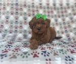Small #4 Cavapoo