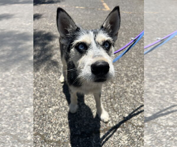 Medium Photo #4 Huskies -Unknown Mix Puppy For Sale in Bellevue, WA, USA