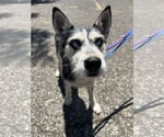 Small #3 Huskies  Mix