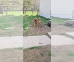 Small #1 Golden Retriever