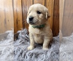 Small #2 Golden Retriever
