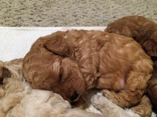 Poodle (Miniature) Puppy for sale in Gainesville, FL, USA
