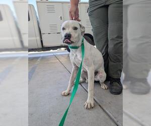 American Pit Bull Terrier-Unknown Mix Dogs for adoption in Bakersfield, CA, USA