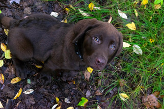 Labrador Retriever Puppy for sale in PERRY, NY, USA