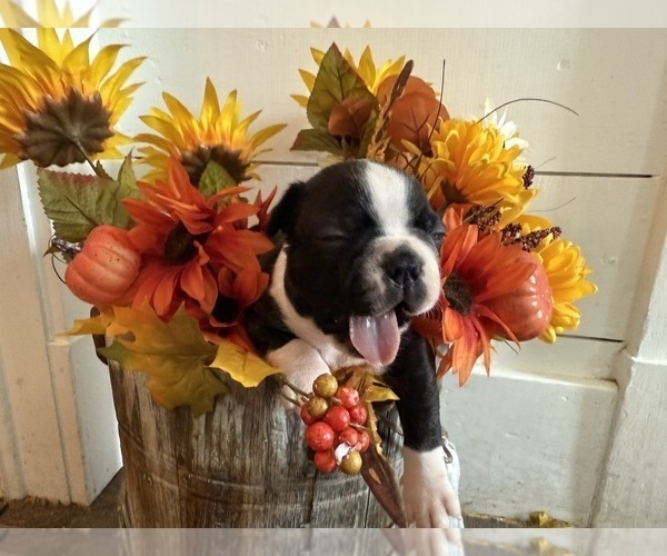 Medium Photo #1 Boston Terrier Puppy For Sale in ANSON, TX, USA