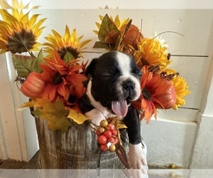 Boston Terrier Puppy for Sale in ANSON, Texas USA