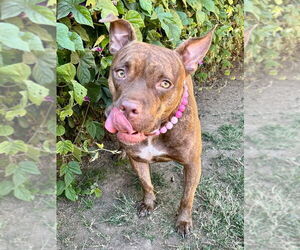 Gryffin - Female American Pit Bull Terrier-Unknown Mix Dog for Adoption - Photo #14