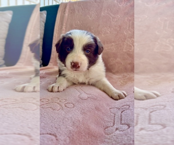 Medium Photo #3 Border Collie Puppy For Sale in MARYVILLE, TN, USA