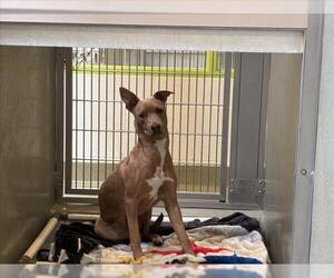 Australian Shepherd-Unknown Mix Dogs for adoption in Rancho Cucamonga, CA, USA