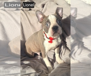 Boston Terrier Puppy for sale in MINERAL WELLS, WV, USA