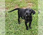 Ozzy - Male Labrador Retriever-Unknown Mix Dog for Adoption - Small photo