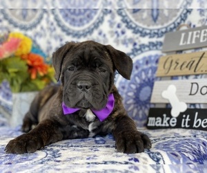 Cane Corso Puppy for sale in LANCASTER, PA, USA