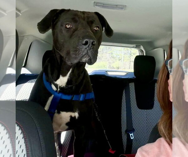 Medium Photo #2 Labrador Retriever-Unknown Mix Puppy For Sale in Spring Lake, NC, USA