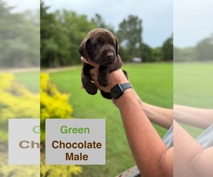 Labrador Retriever Puppy for Sale in EASTMAN, Georgia USA