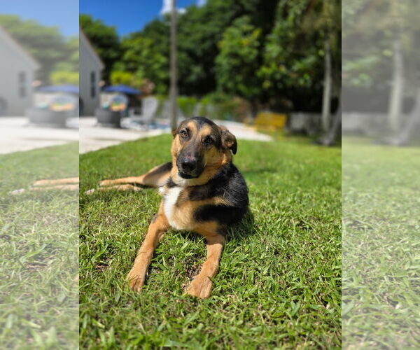 Medium Photo #11 German Shepherd Dog Puppy For Sale in Lighthouse Point, FL, USA