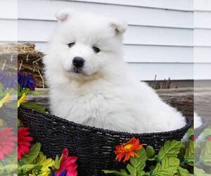 Samoyed Puppy for sale in THORP, WI, USA