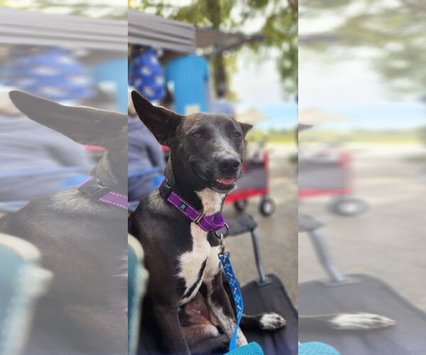 Medium Photo #5 Mutt Puppy For Sale in Shreveport, LA, USA