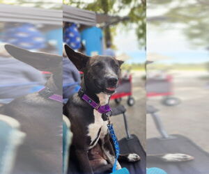 Zarah - Female Mutt Dog for Adoption - Photo #5